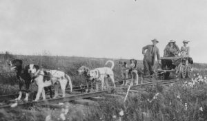 A group of cattle standing on top of a field