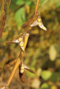 A close up of a soybean hanging from a tree