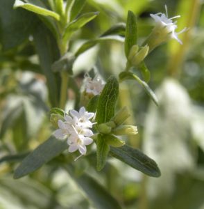 A close up of a flower